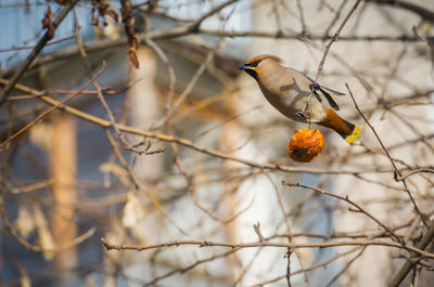 Low angle view of bird perching on tree