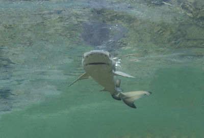 High angle view of man swimming in lake