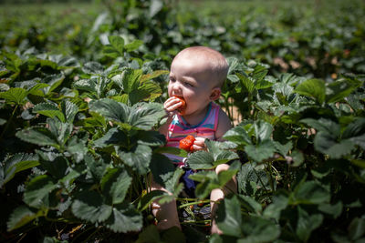 High angle view of baby girl eating strawberries while sitting in farm during summer