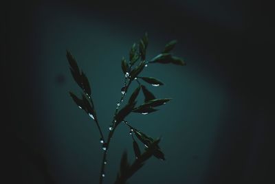 Close-up of water drops on plant against black background