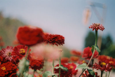 Close-up of red flowering plants