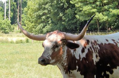 Close-up of cow on field