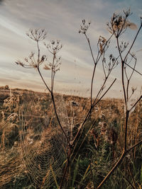 Plants on field against sky during sunset