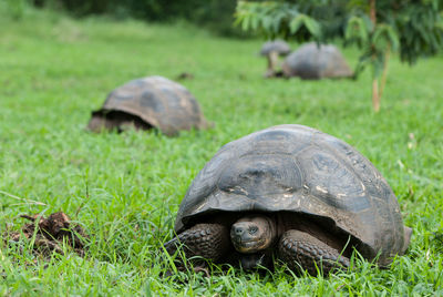 Close-up of turtle on field