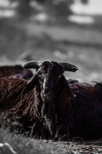 Close-up portrait of sheep