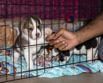 A cute 3 week old beagle puppy behind a fence playing with a mans hand