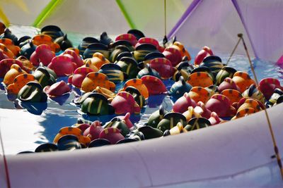 Close-up of multi colored tomatoes