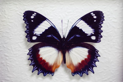 Close-up of butterfly on white