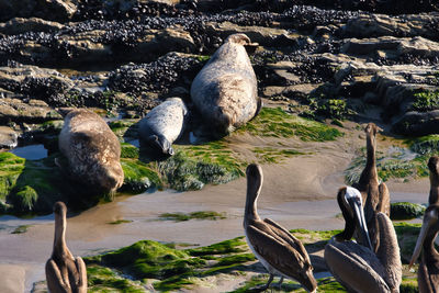 Birds perching on rock