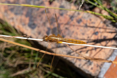 Close-up of dragonfly on twig