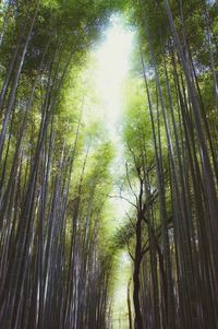 Low angle view of bamboo trees in forest