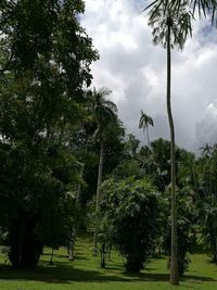 Trees on landscape against cloudy sky