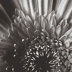 Close-up of flowers