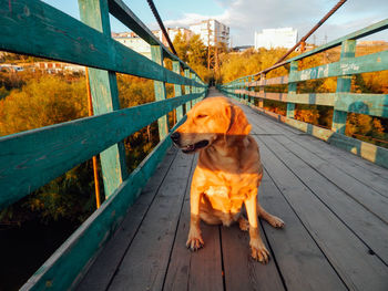 Dog sitting on railing during autumn
