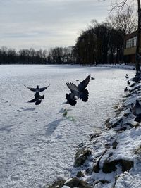 View of birds in winter