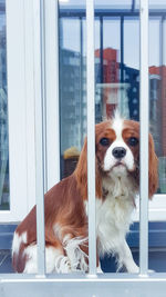 Dog looking through window