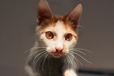 Close-up portrait of a cat