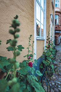 Flowering plants by building wall