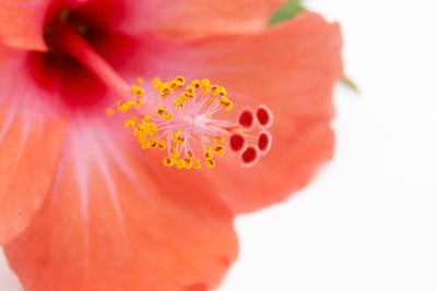 Close-up of orange flower against white background