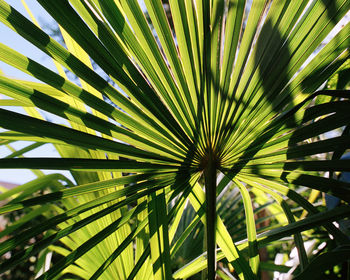 Full frame shot of palm tree