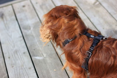 Close-up of a dog