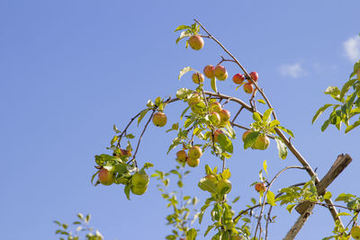 Low angle view of berries growing on tree against clear blue sky