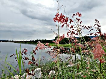 Plants growing by lake against sky