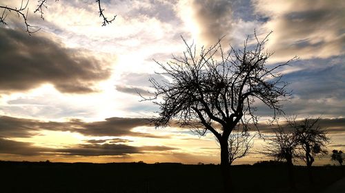 Silhouette bare tree on field against sky at sunset