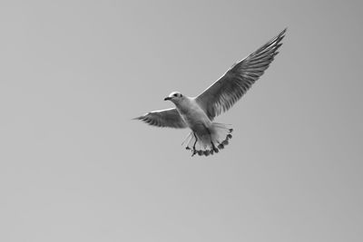 Low angle view of seagull flying in the sky
