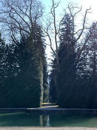 Trees by lake in forest against sky