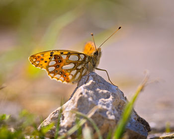 Close-up of butterfly on leaf