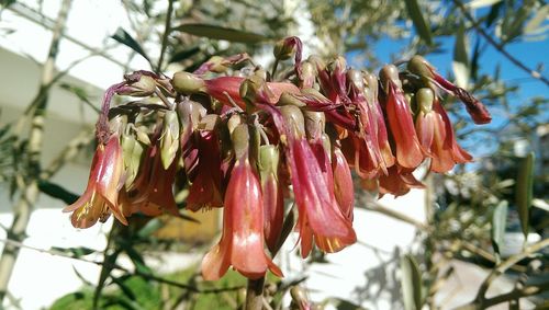 Close-up of flower buds