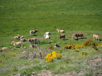 Flock of sheep grazing in a field