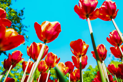 Close-up of red tulips against sky