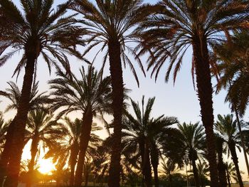 Low angle view of palm trees at sunset