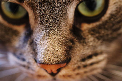 Close-up portrait of a cat