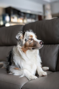 A blue merle australian shepherd is lying on a gray leather sofa. fluffy dog in the apartment.