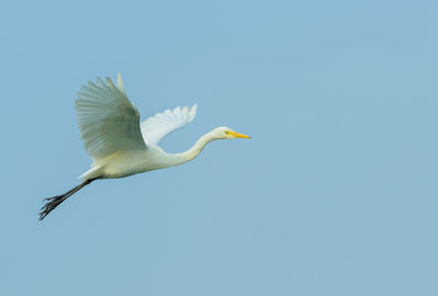 Low angle view of seagull flying in sky