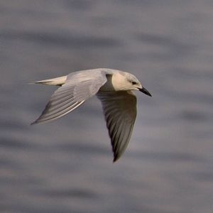 Bird flying over white background