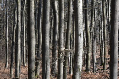 Pine trees in forest