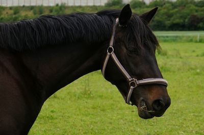 Close-up of horse on field