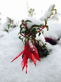 Close-up of red flower