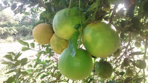 Close-up of fruit slices