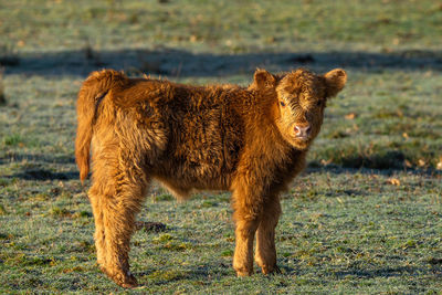 Brown calf on a hoarfrost covered meadow in the morning sun