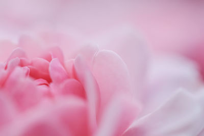 Close-up of pink flower