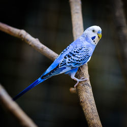 Close-up of parrot perching on branch