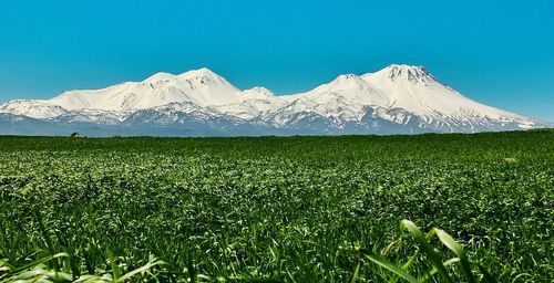 Scenic view of field against clear blue sky