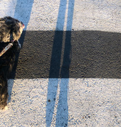 High angle view of person standing on road in winter