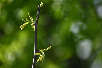 Close-up of insect on plant