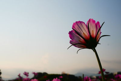 Close-up of pink flower against clear sky